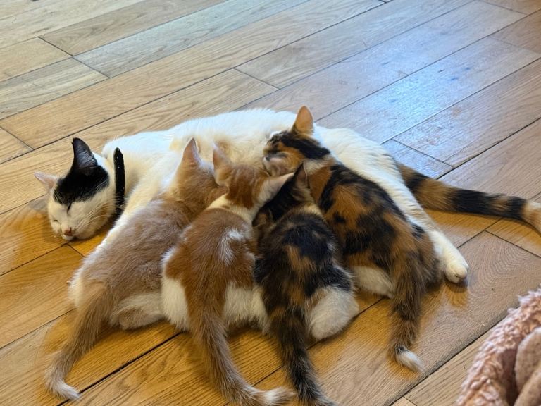 3 kittens 