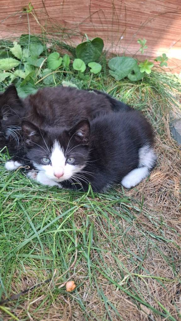 Kitten