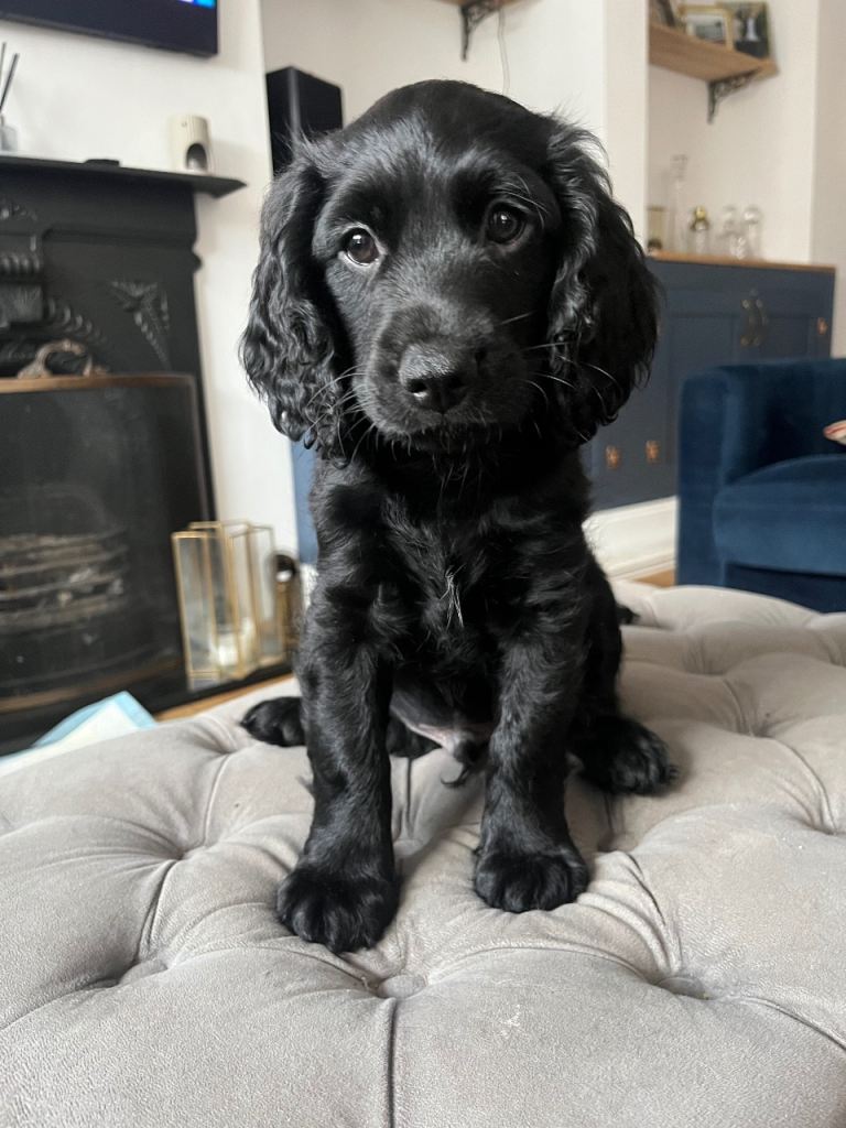Black Male Cocker-Cavapoo Puppy 