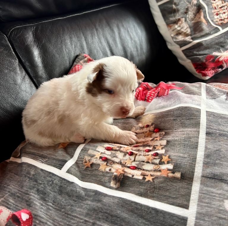 Beautiful Australian Shepherd Puppies for sale