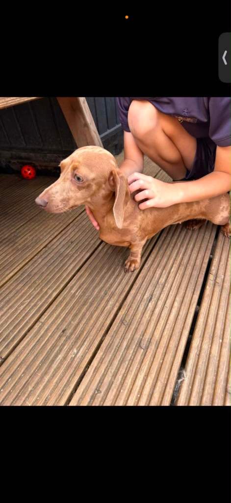 Kc registered dachshund 