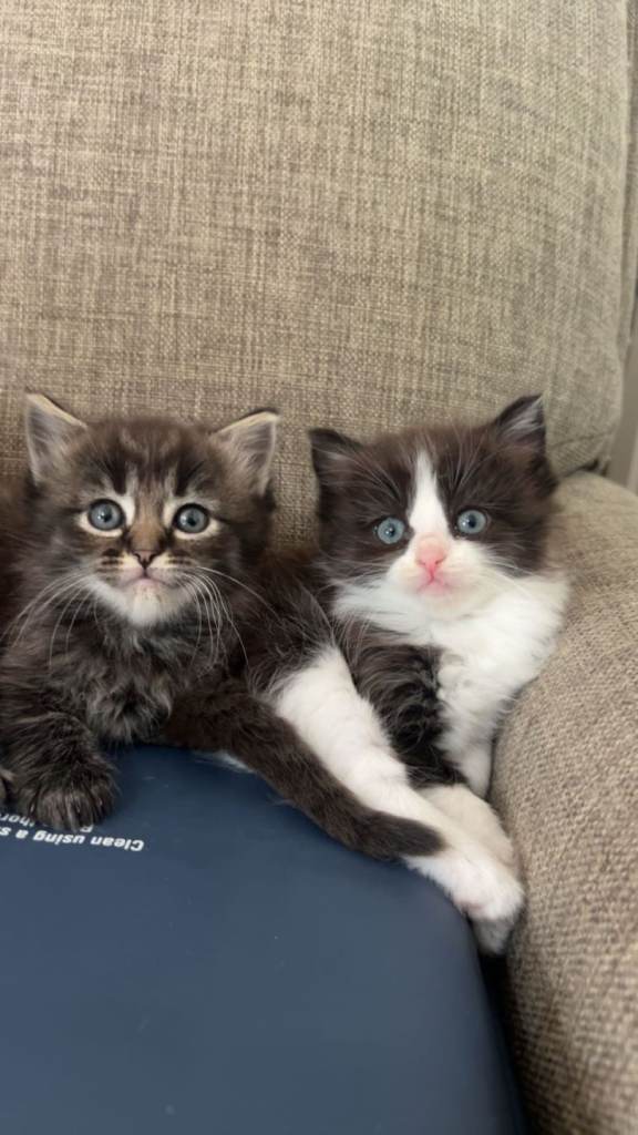 Half ragdoll female kittens 