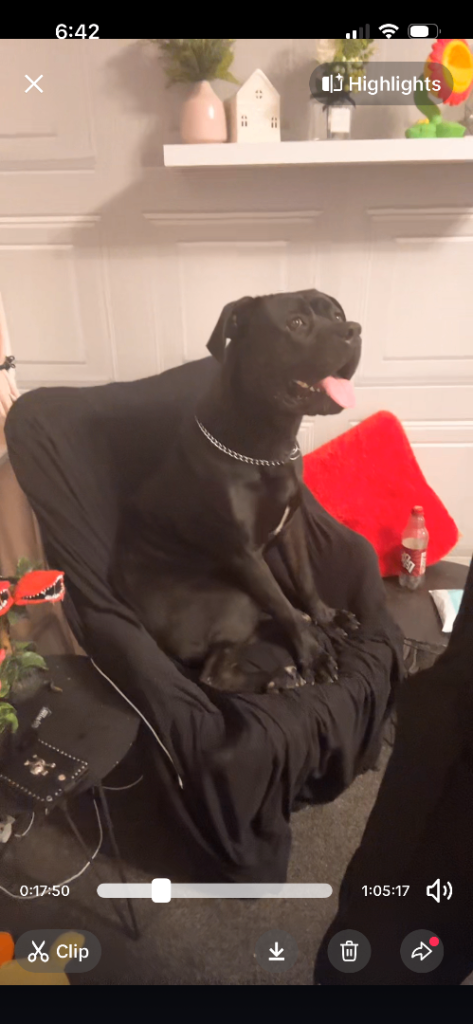 Cane corso 