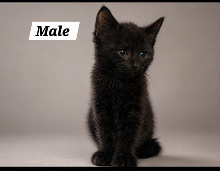 Kittens 😸 All currently reserved 