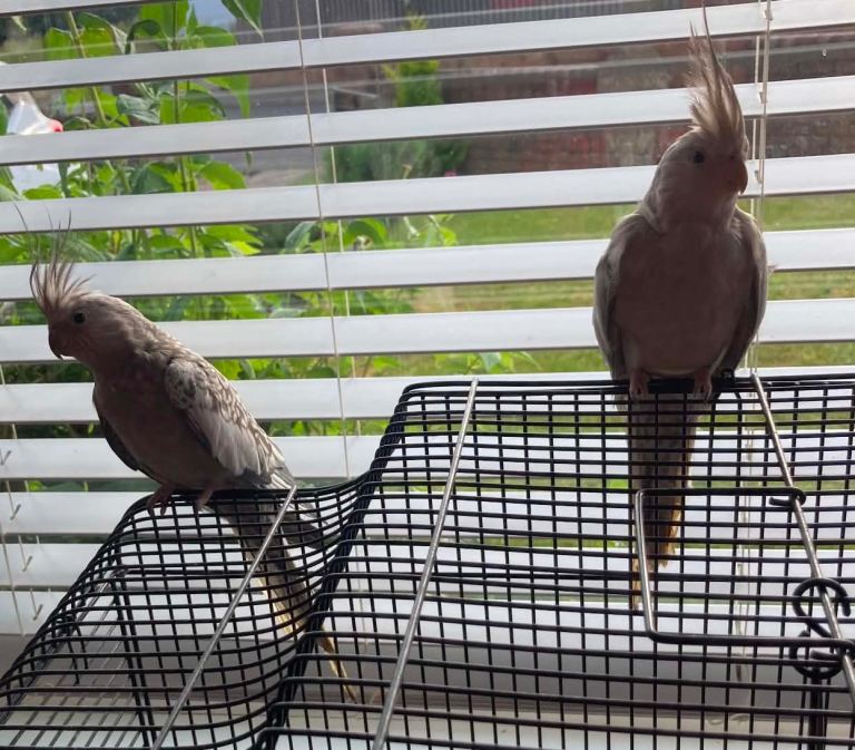 2 female cockatiels