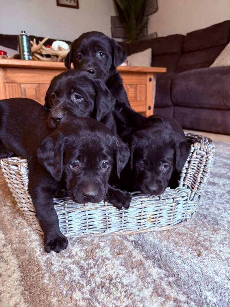 KC labrador puppy's 