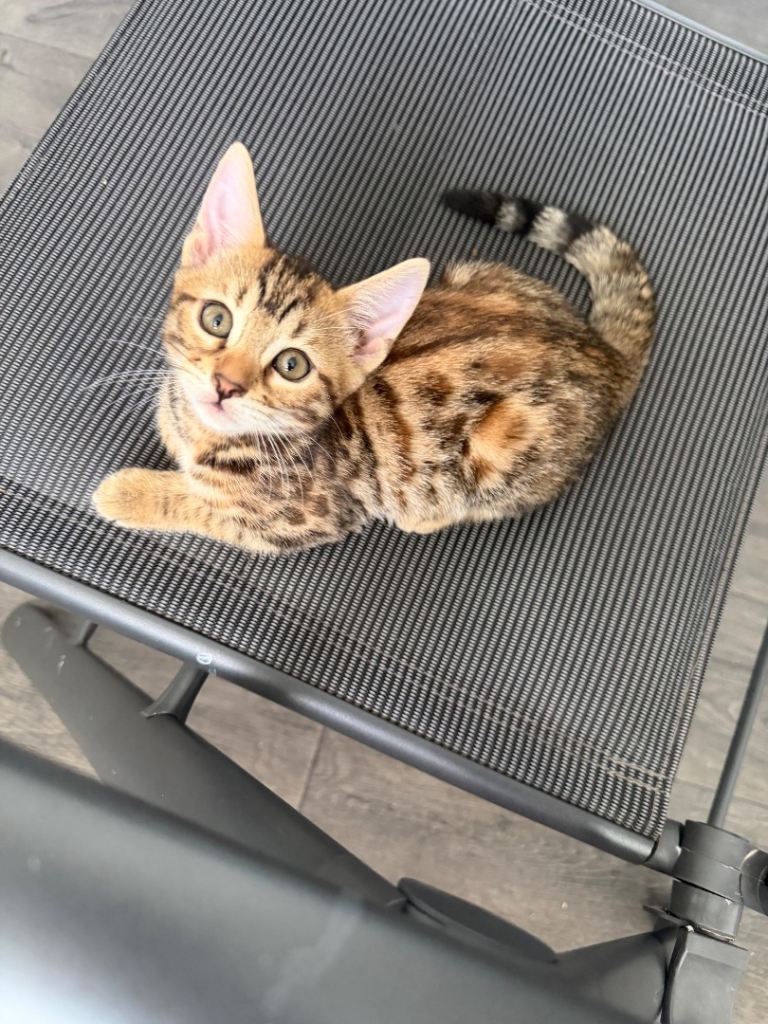 6 mixed breeds kittens 