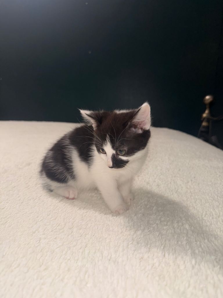 2 left lovely kittens