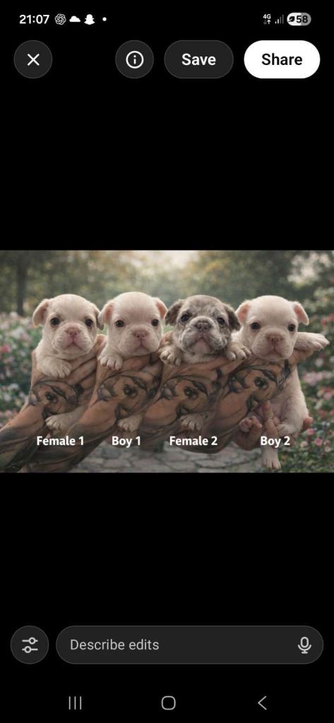 🐾 DWKC Registered French Bulldog Puppies 
