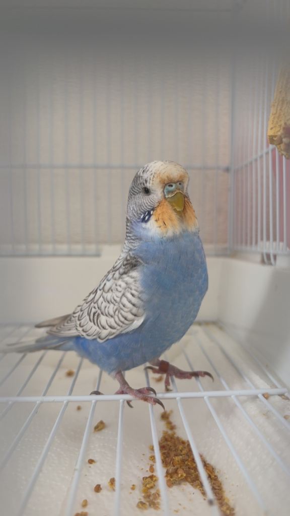 pet budgie for sale with cage and accessories 