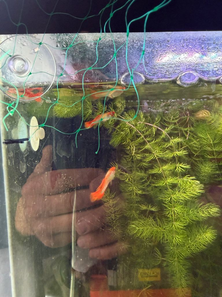 Male Guppys