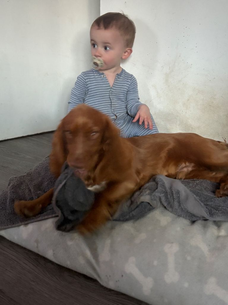 Male almost a year old dog (cocker spaniel)