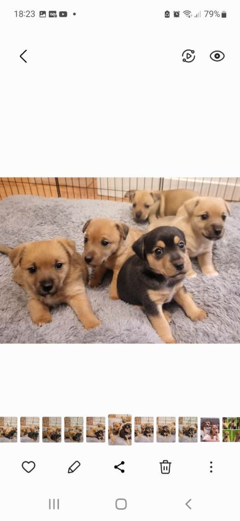 Jack Russell puppies 