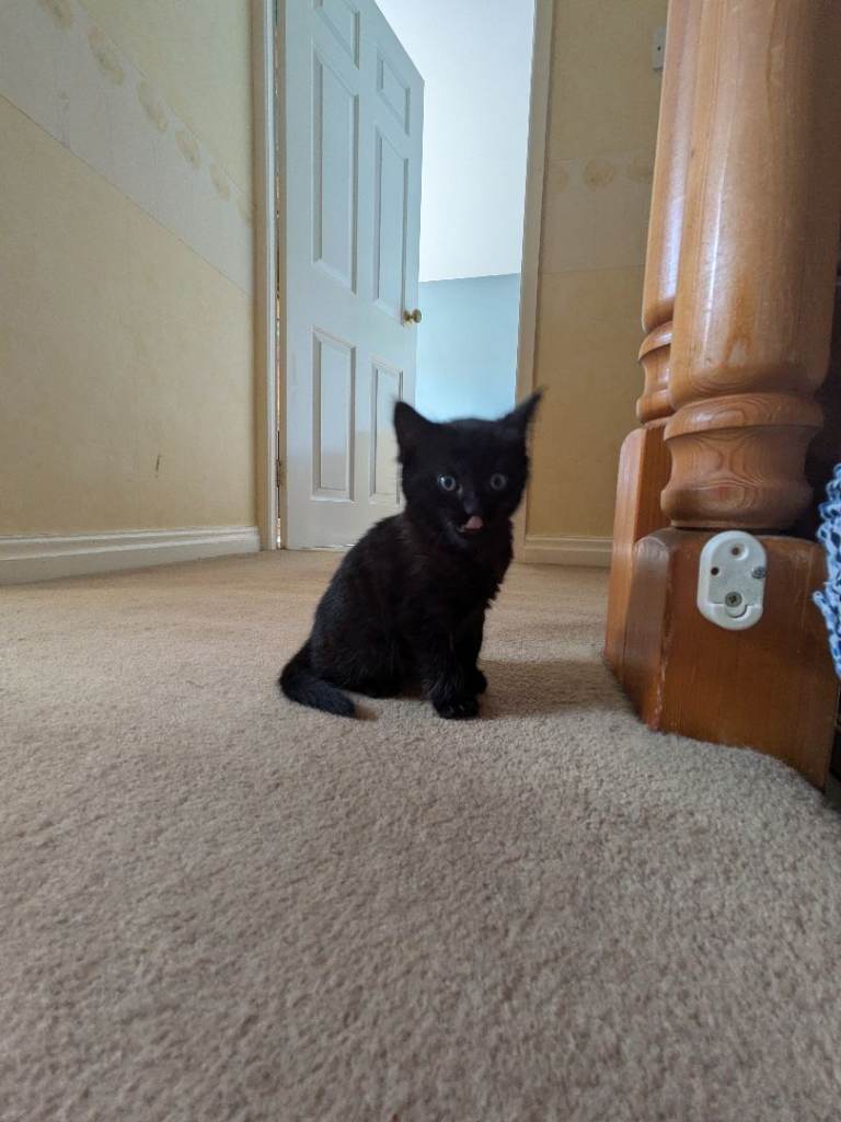 Kitten