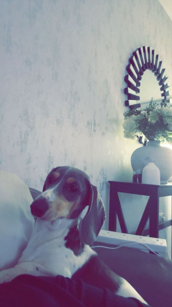 Dapple Miniature Dachshund 1 year old 