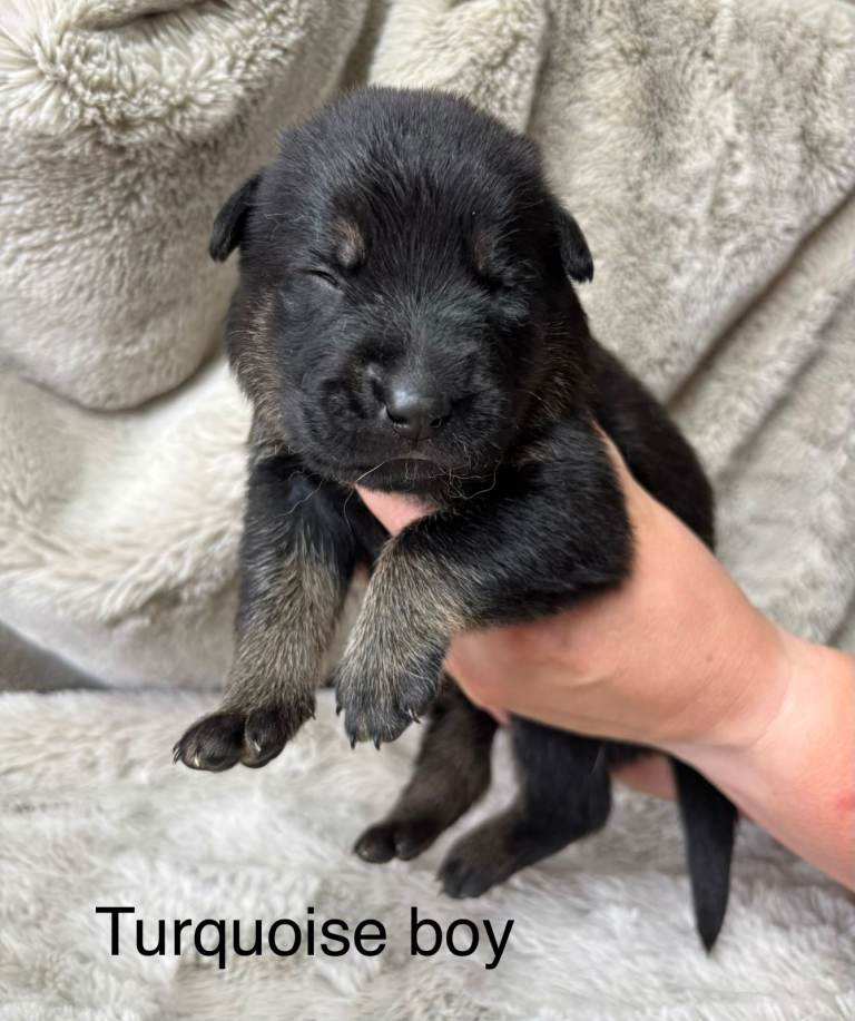 German Shepherd X Puppies for Sale