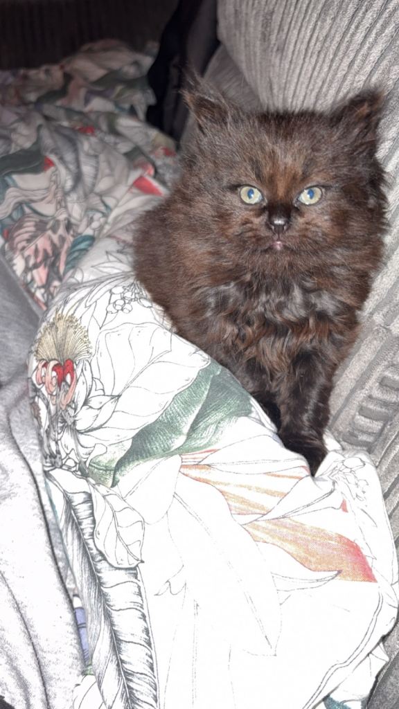 3 black male kittens