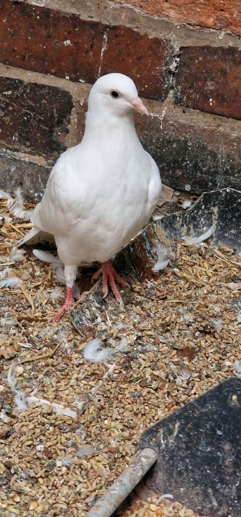 White English pigeons  