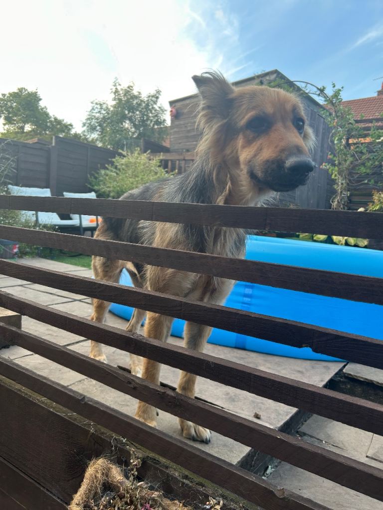 Rehoming xena 
