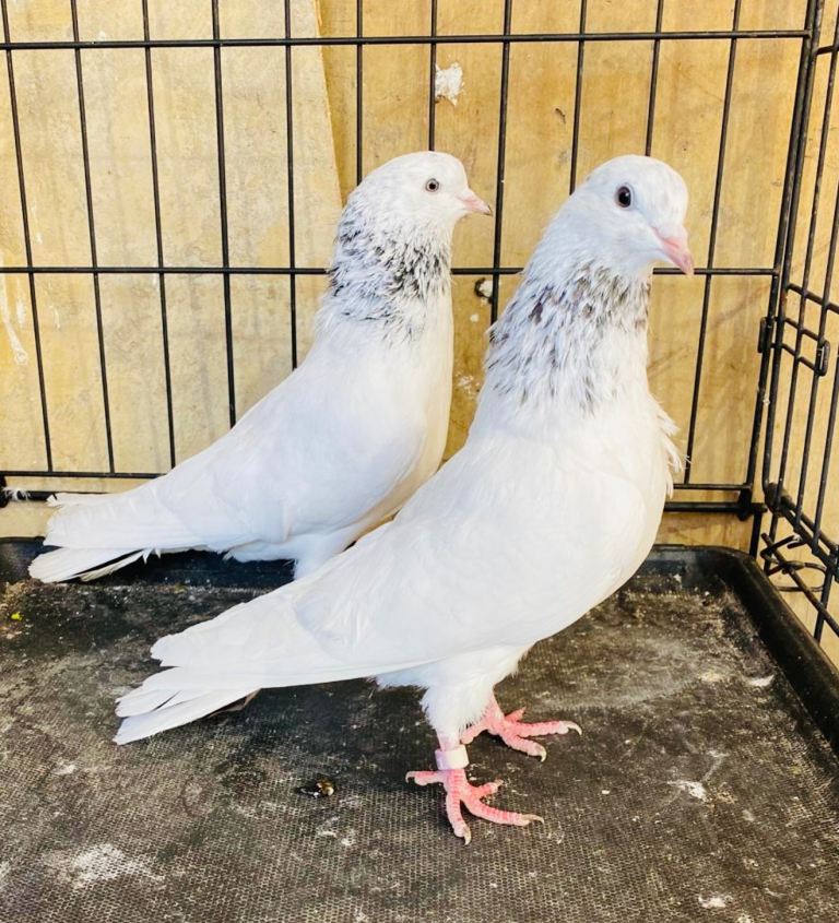 Pakistani Highflying pigeons 