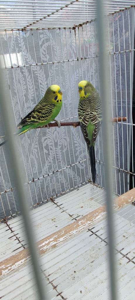 Colourful Budgerigars 2 for £50