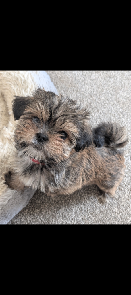 Shorkie puppy for sale