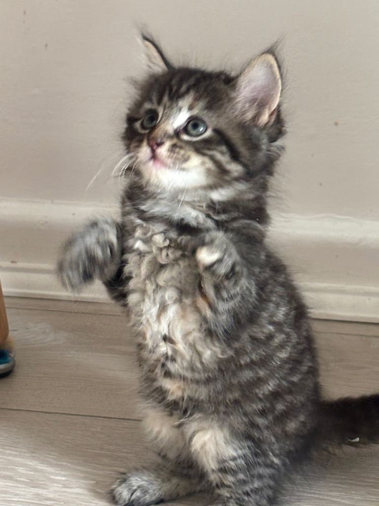 beautiful kittens looking for new homes 