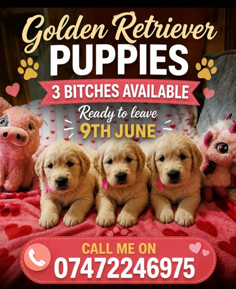 Golden Retriever puppys