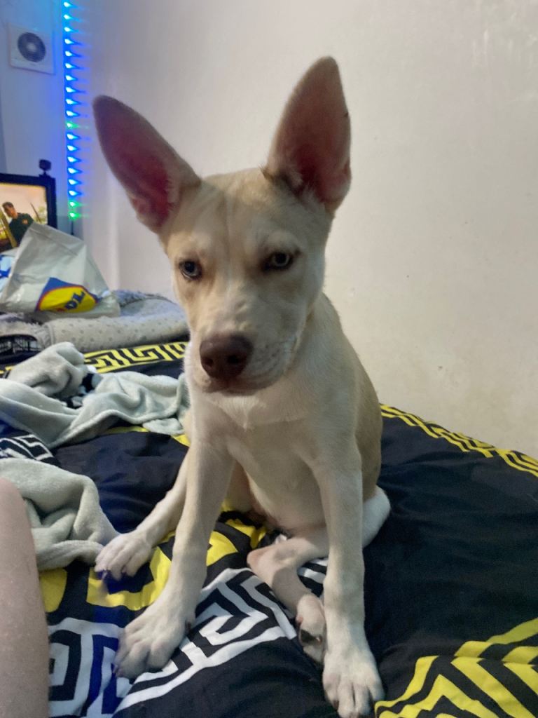 4 month old pup 