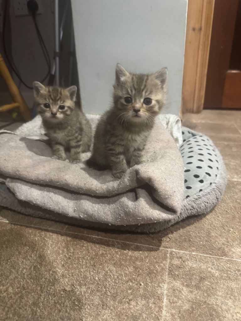 Kittens 