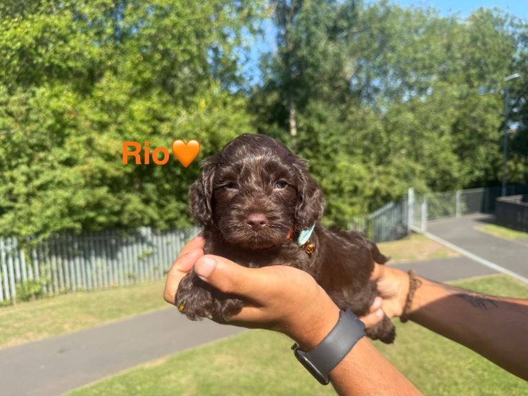 Ready to be reserved cockapoo puppies 