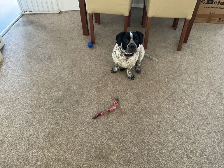 Dog for rehoming 
