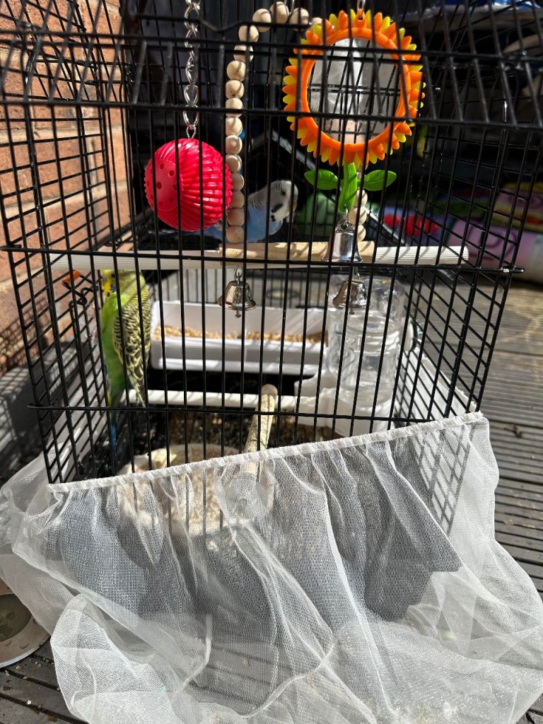 2 budgies for sale 1 Male 1 female