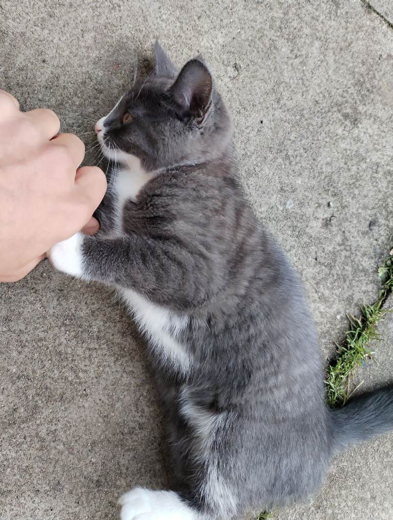 Beautiful Friendly Kitten – £80 – Ready Now