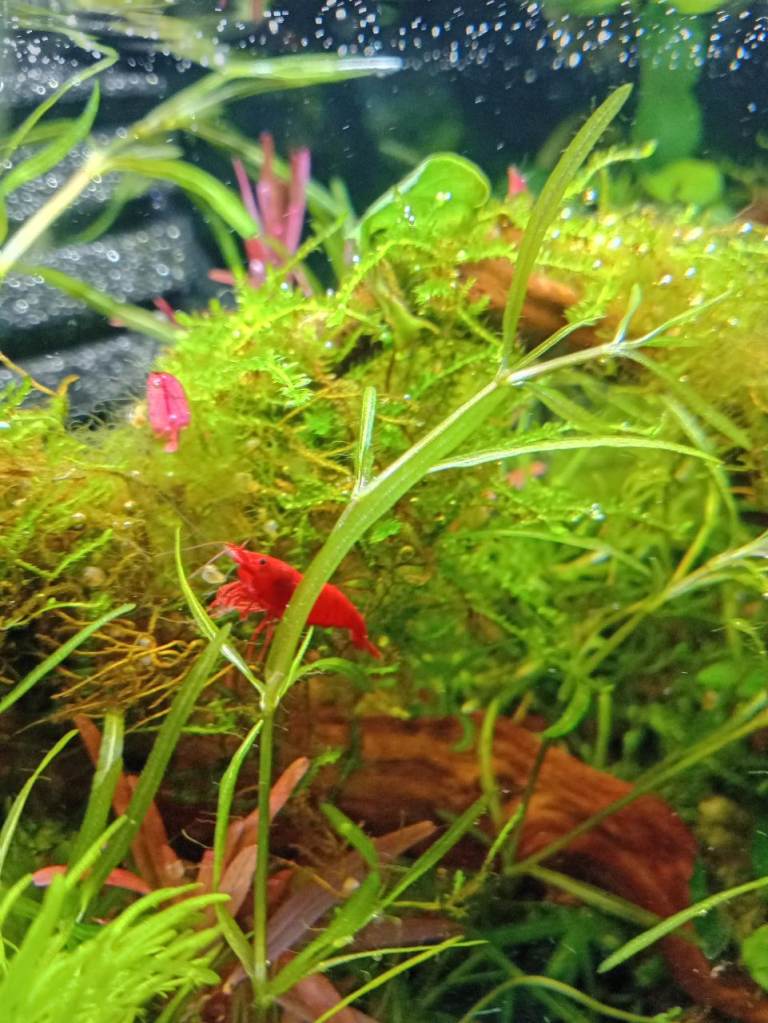 Shrimps Neocaridina davidi