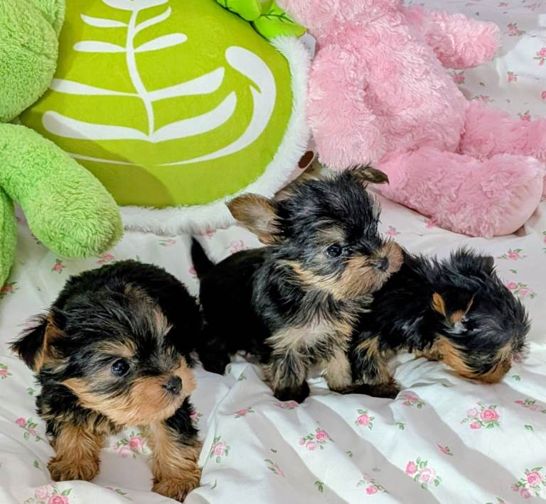 Beautiful Yorkshire Terrier Puppies 