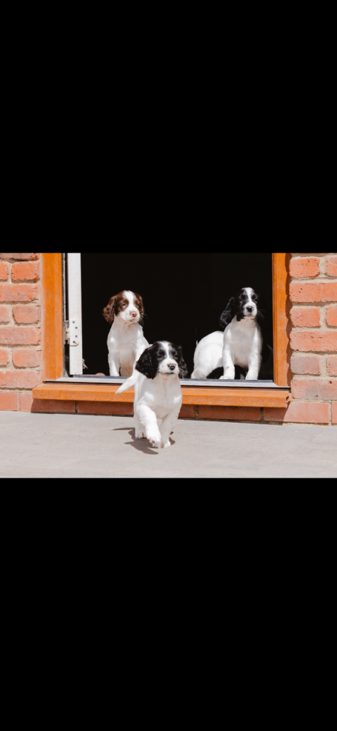 Outstanding English Springer Spaniel puppies for sale