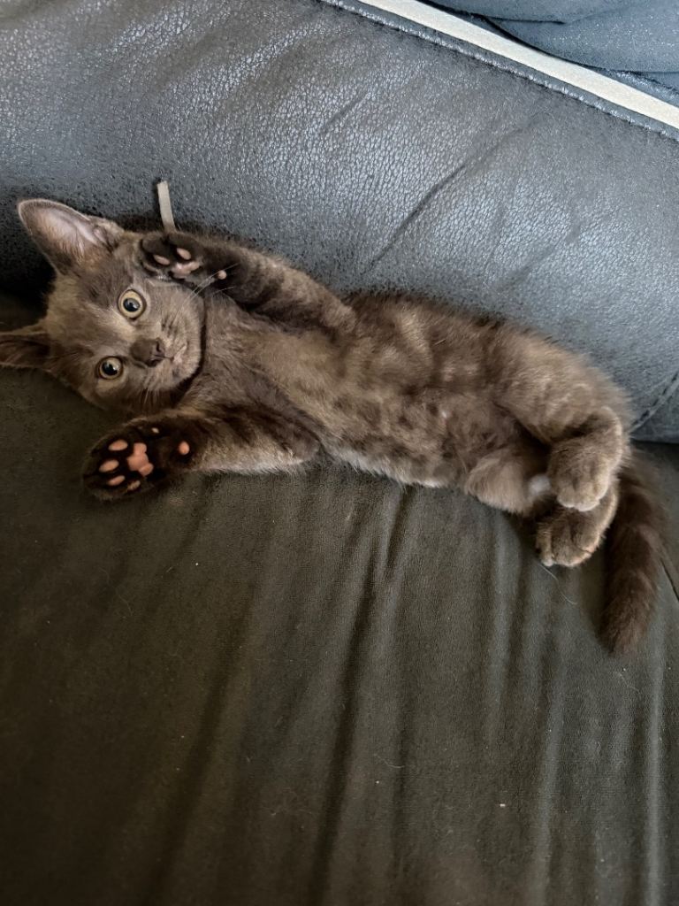 Beautiful Grey & Grey/White Microchipped Kittens – Ready Now 