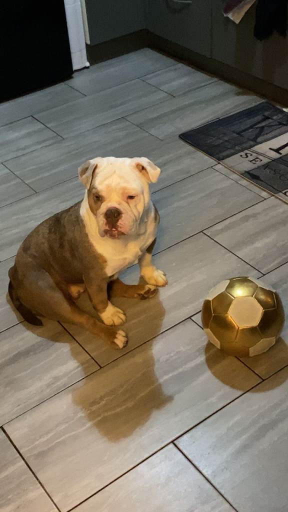 English bull dog 