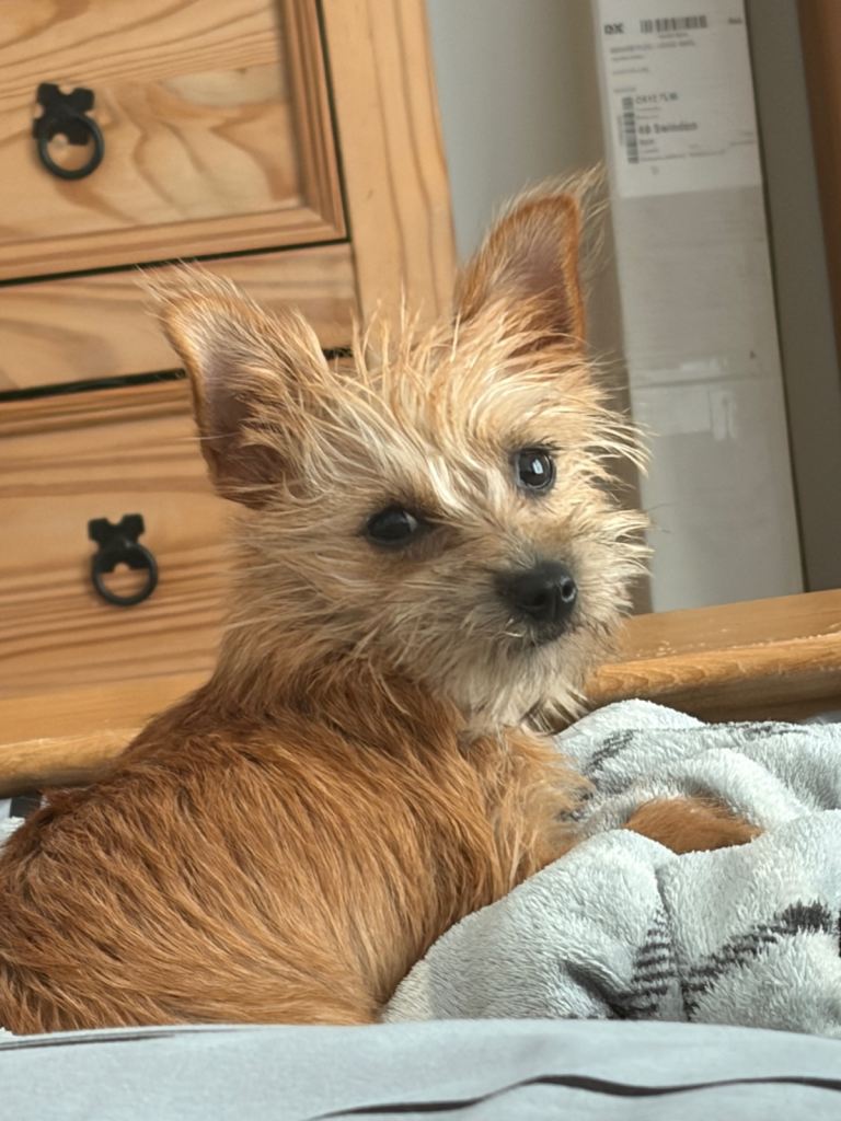 Chihuahua x yoke