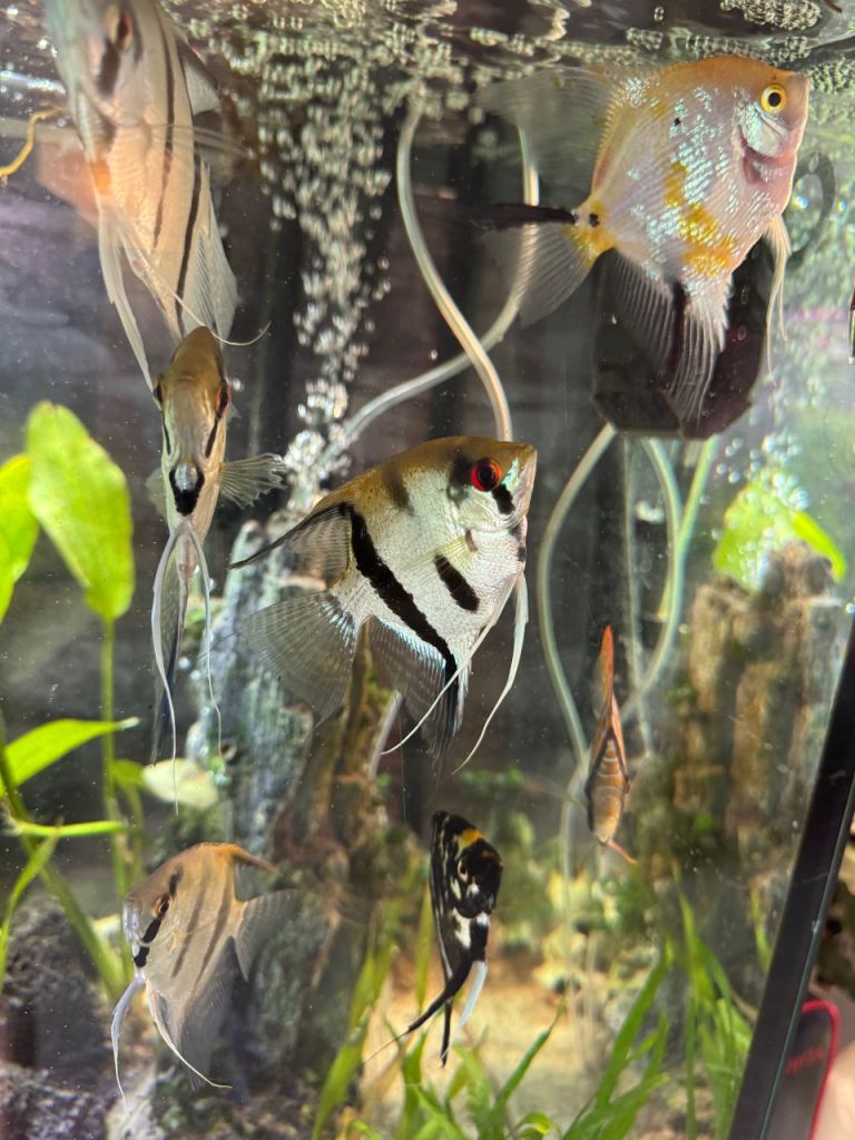 Tropical fish for sale 