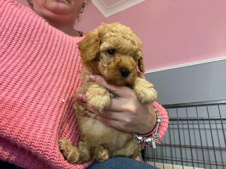 Stunning toy poodle puppies