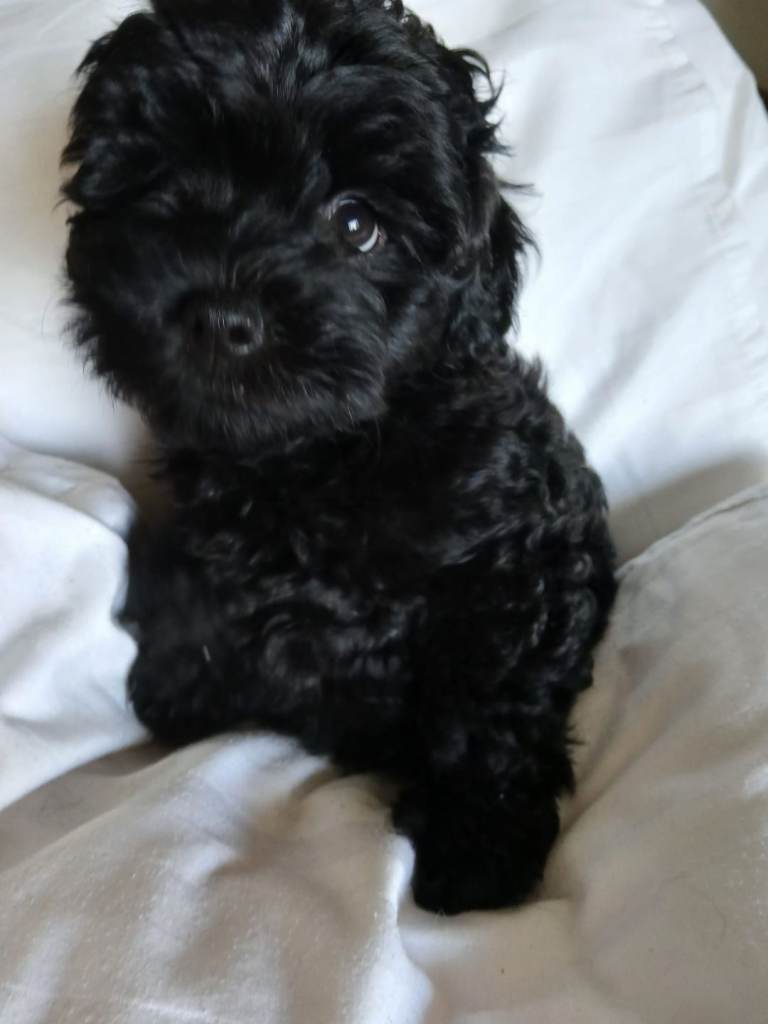 Lhasapoo puppies for sale