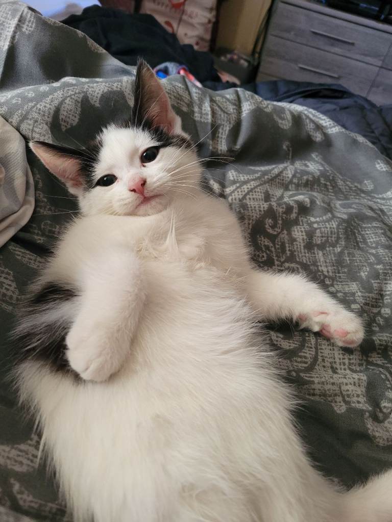 Kittens 
