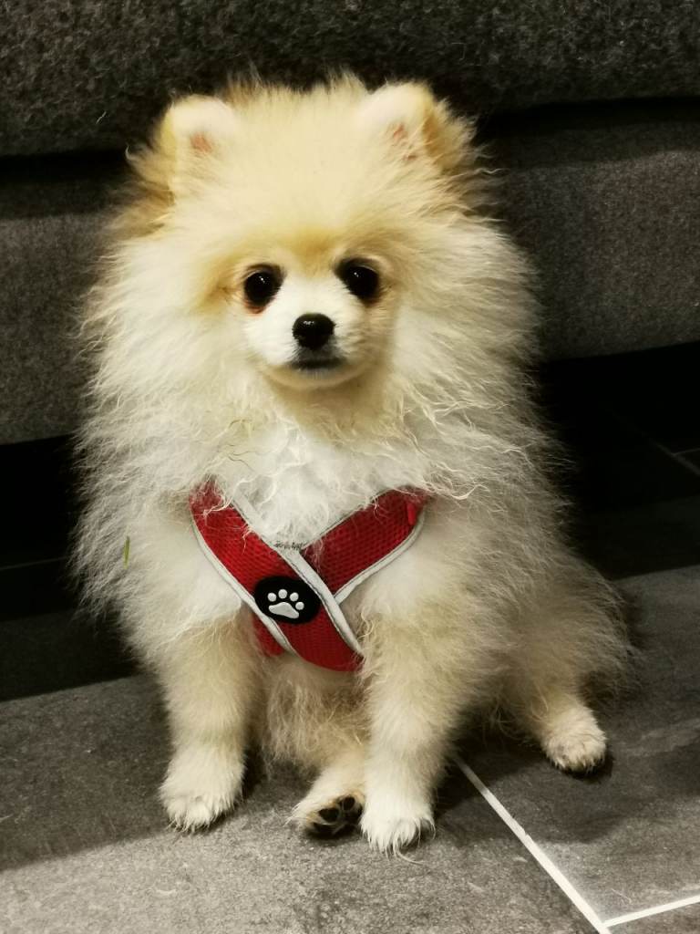 Gorgeous KC registered white male pom puppy 16 Weeks