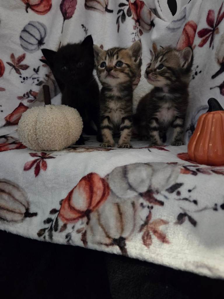 Kittens for sale/reservation!