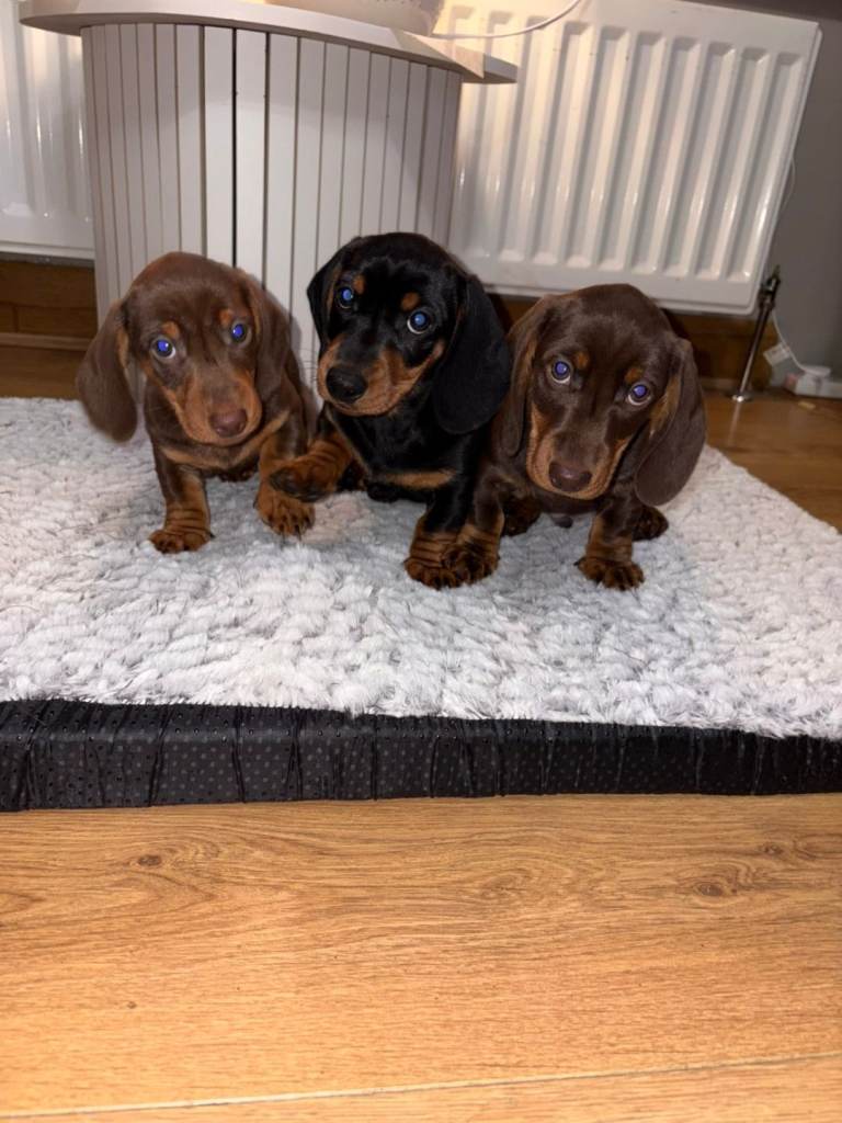 Dachshound puppies