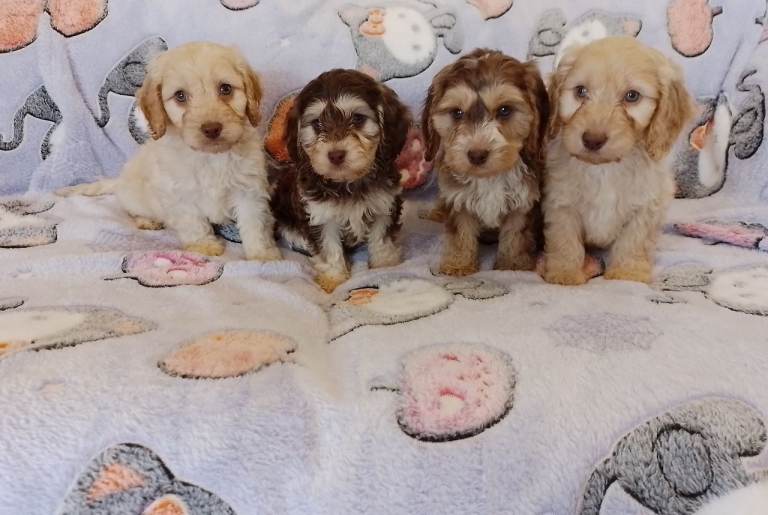 Cockapoo 