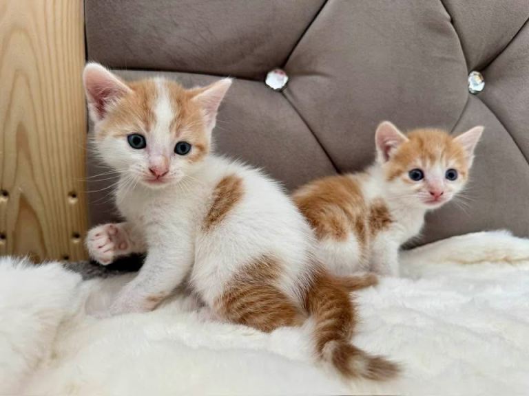 White and ginger kittens 