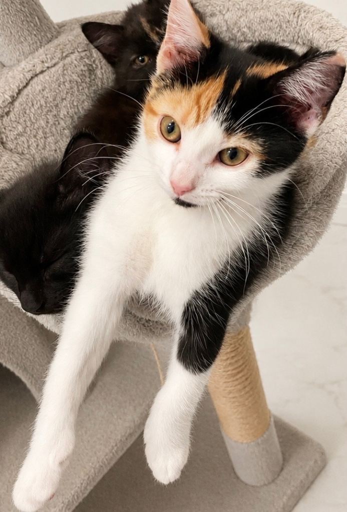 Adorable female calico kitten for sale